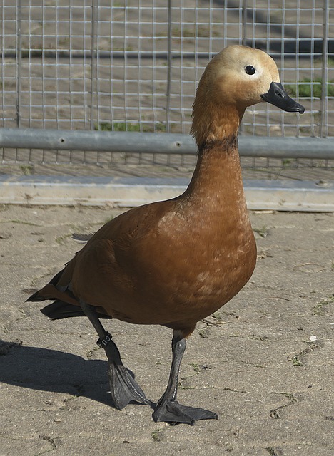冠军皆败